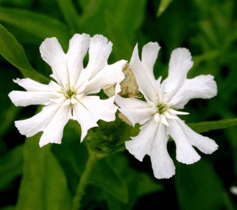 Lychnis chalcedonica 'Alba'