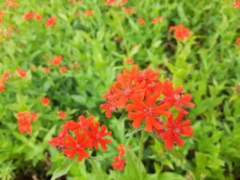 Lychnis chalcedonica 'Rosea'