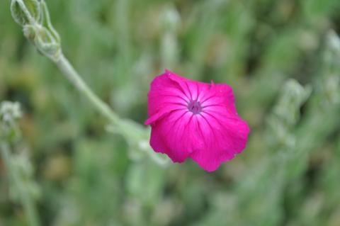 Lychnis coronaria 'Atrosanguinea'