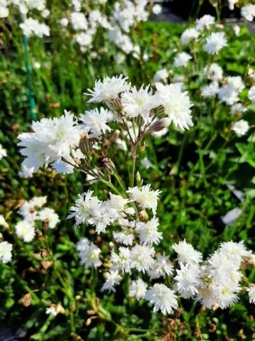 Lychnis hybride 'Petite Henri'