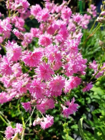 Lychnis hybride 'Petite Jenny'