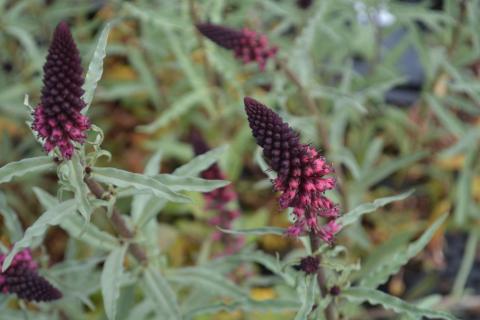 Lysimachia atropurpurea