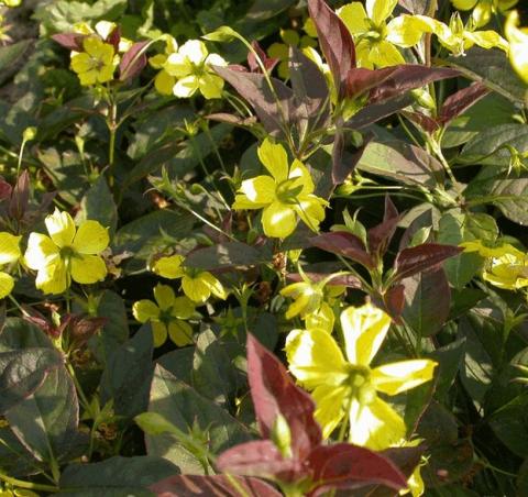 Lysimachia ciliata 'Firecracker'