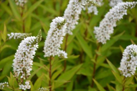 Lysimachia clethroïdes