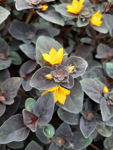 Lysimachia congestiflora 'Persian Chocolate'