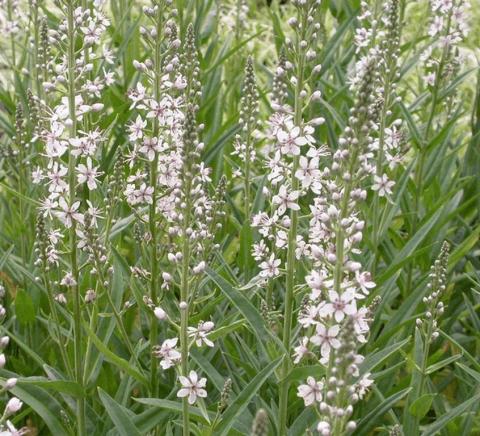 Lysimachia ephemerum