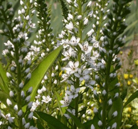 Lysimachia fortunei