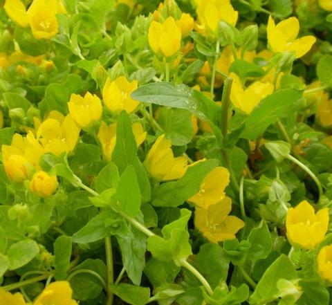 Lysimachia nummularia