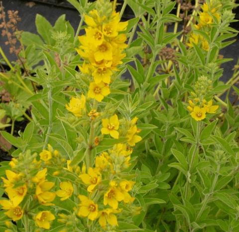 Lysimachia punctata