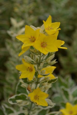 Lysimachia punctata 'Alexander'