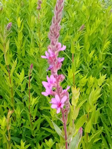 Lythrum salicaria