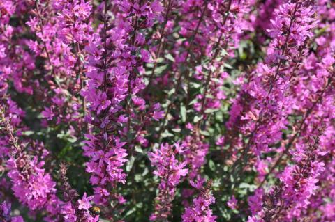 Lythrum salicaria 'Lady Sackville'