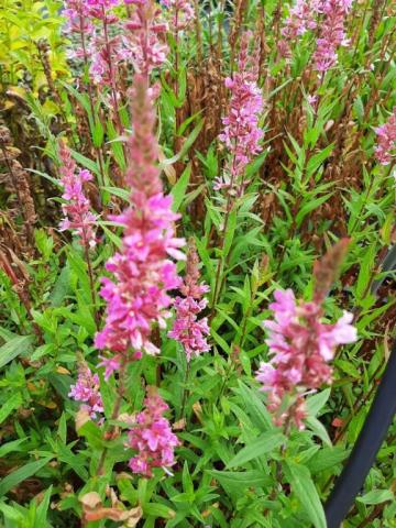 Lythrum salicaria 'Pink Tails'