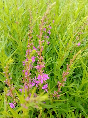 Lythrum salicaria 'Swirl'