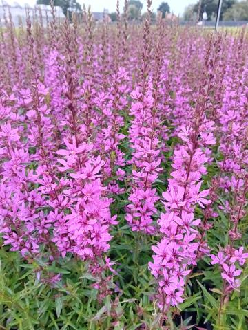 Lythrum virgatum 'Dropmore Purple'