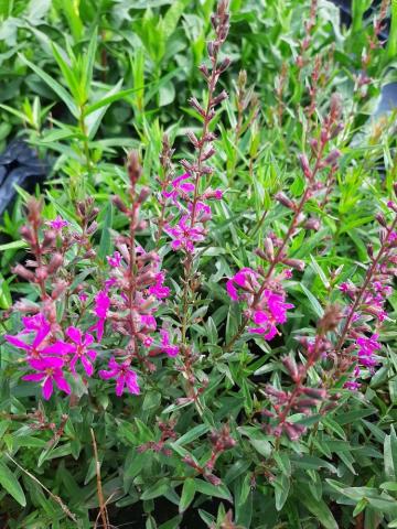 Lythrum virgatum 'Rose Queen'