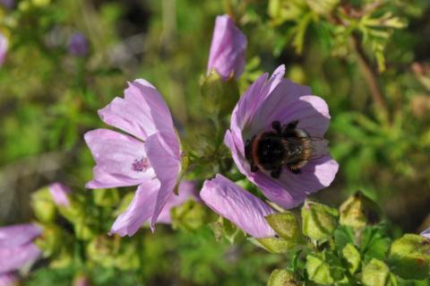 Malva moschata  (Rosea)