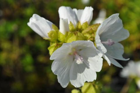 Malva moschata 'Alba'