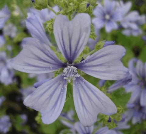 Malva sylvestris 'Primley Blue'