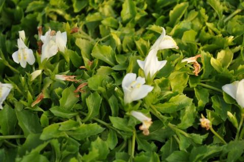 Mazus reptans 'Alba'