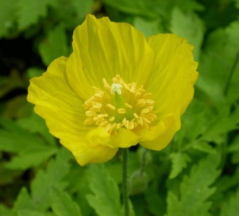 Meconopsis cambrica