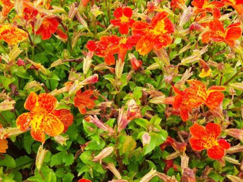 Mimulus hybride 'Orange Glow'