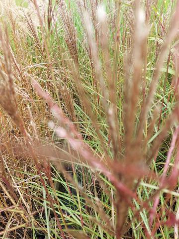 Miscanthus sinensis 'Augustfeder'