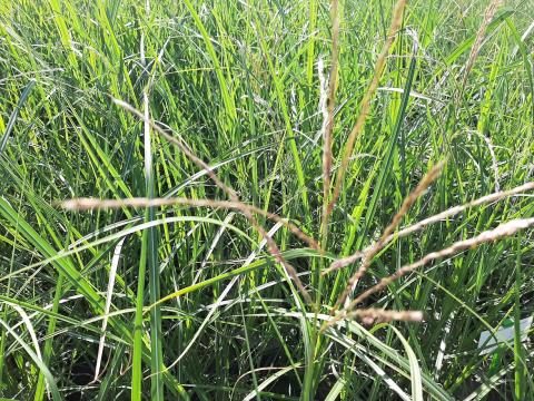 Miscanthus sinensis 'Malepartus'