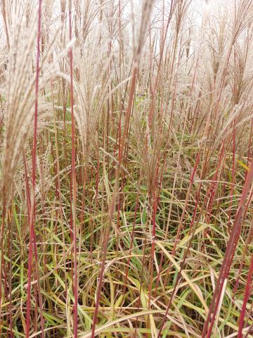 Miscanthus sinensis 'Malepartus'