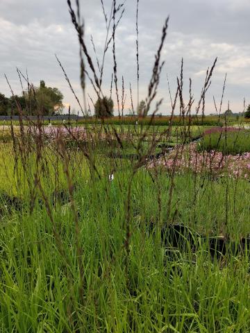 Molinia arundinacea 'Windspiel'