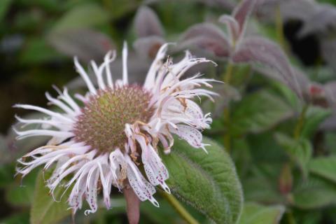 Monarda bradburiana