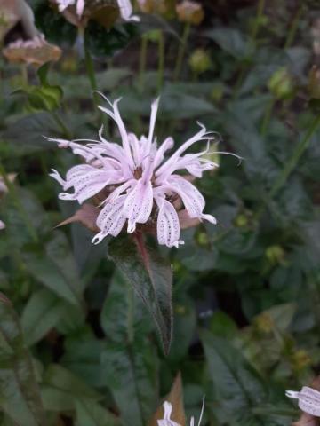 Monarda bradburiana 'Maramek'