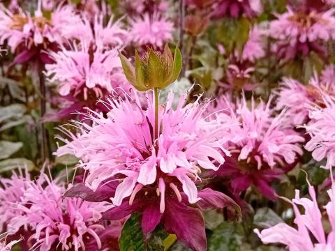 Monarda hybride 'Beauty of Cobham'