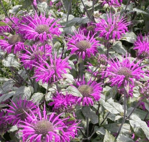 Monarda hybride 'Blaustrumpf'