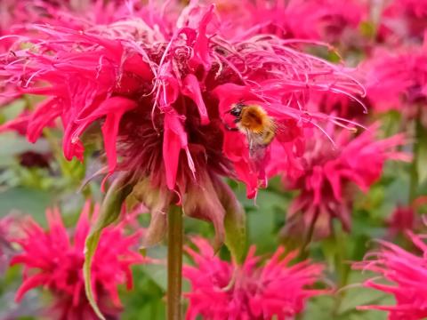 Monarda hybride 'Cambridge Scarlet'