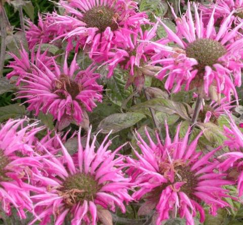 Monarda hybride 'Croftway Pink'