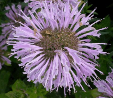 Monarda hybride 'Elsie's Lavender'