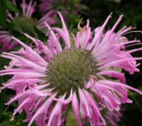 Monarda hybride 'Fishes'