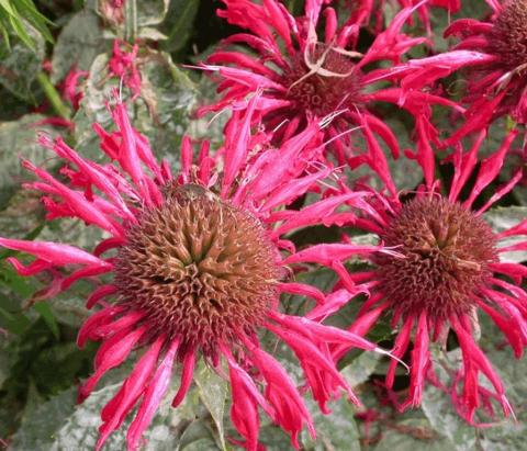 Monarda hybride 'Gardenview Scarlet'