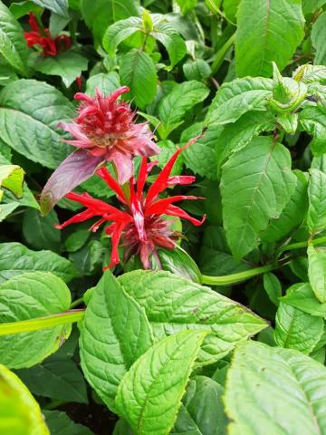 Monarda hybride 'Jacob Cline'