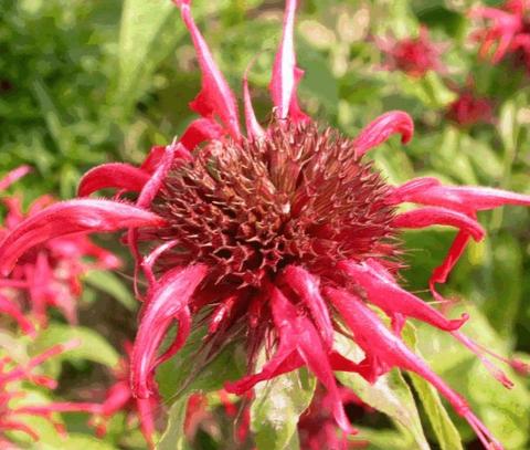 Monarda hybride 'Mahogany'