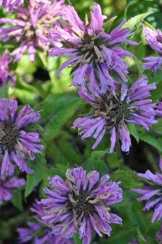 Monarda hybride 'Petite Delight'