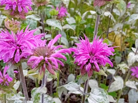 Monarda hybride 'Prairienacht'