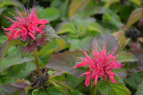 Monarda hybride 'Pink Supreme' (PBR)