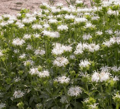 Monarda hybride 'Schneewittchen'