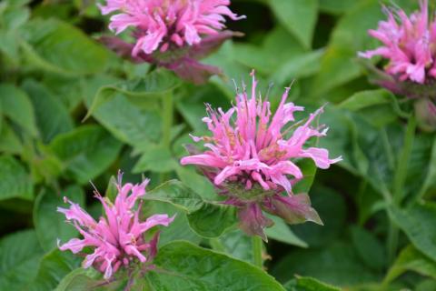 Monarda hybride 'Twins'