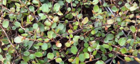 Muehlenbeckia complexa