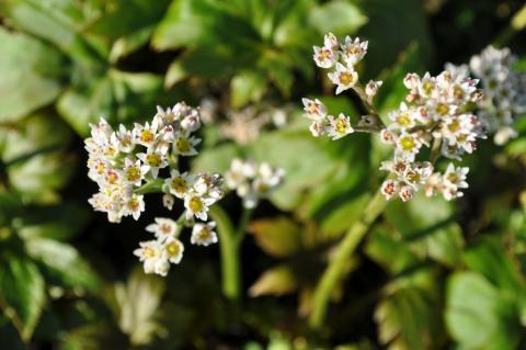 Mukdenia rossii 'Karasuba'