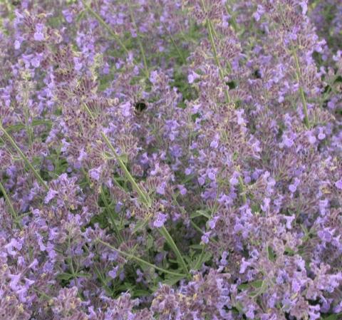 Nepeta faassenii 'Senior' (stek)