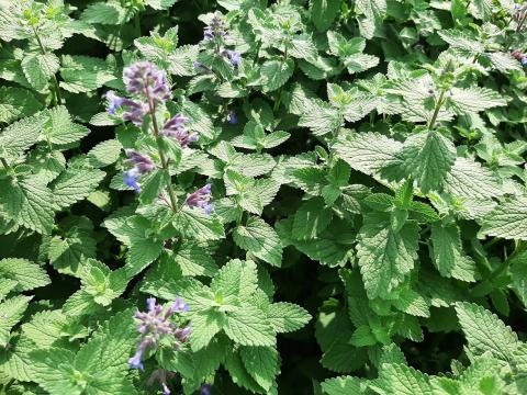 Nepeta faassenii 'Blue Wonder'